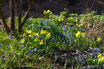 Frühlingsblüher im Garten